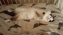 Does your cat sleep like this?