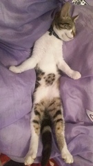 Does your cat sleep like this?