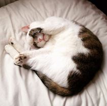 Rescue cat pic thread