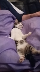 Does your cat sleep like this?
