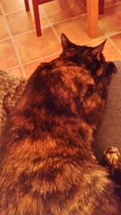 Cat falling asleep on me!