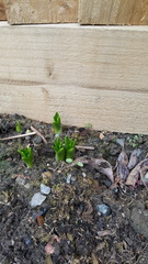Spanish bluebells