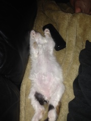 Does your cat sleep like this?