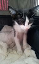 Rescue cat pic thread