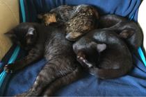 Black cats and kittens