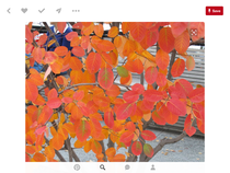 Please recommend a small pretty tree for my front garden