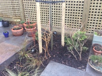 The Landscapers are here, it is better than the arrival of Santa