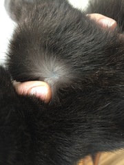 Black cats and kittens