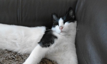 Rescue cat pic thread