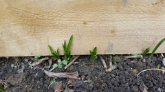 Spanish bluebells