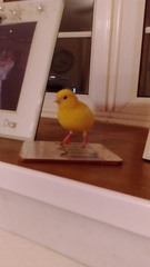 Animal picture and story thread