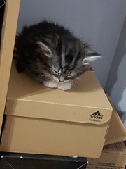 New kitty - what prep do I need to do?