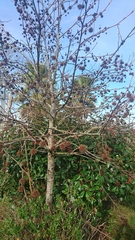 Does anyone know which tree this is?