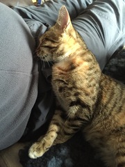 Rescue cat pic thread