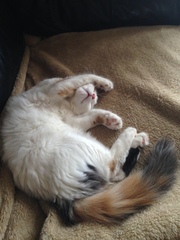 Does your cat sleep like this?