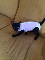My kittens have been neutered today, Q about collar?