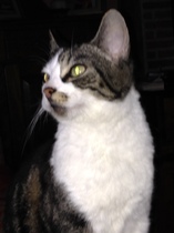 Rescue cat pic thread