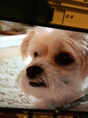 What breed of dog is this?
