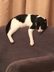 Does your cat sleep like this?