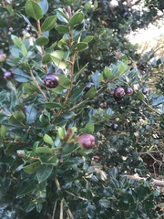 Help me ID a tree please?