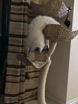 Does your cat sleep like this?