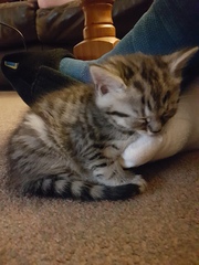 New kitty - what prep do I need to do?