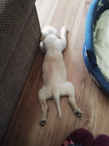 Does anyone fancy a 'puppy survival' thread?