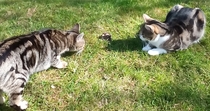 Mouse!!!!