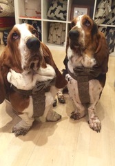 Week 3 - Spring Low Carb Bootcamp - To B or to BC, that is the question!