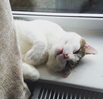 Rescue cat pic thread