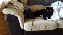 Cloth or leather sofa better with cats?
