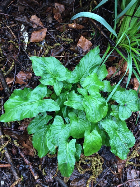 Is this a weed?