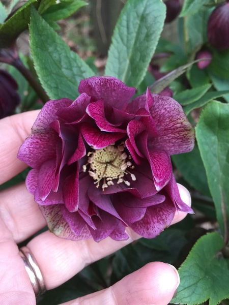 In praise of hellebores...