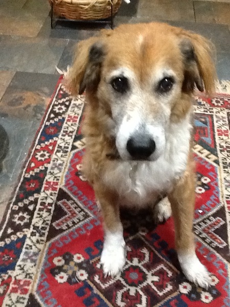 Has anybody had a good experience with a rescue dog?