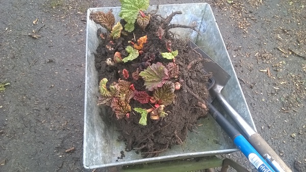 Allotment/Veg Patch - Thread 7 - The Harvesters Arms