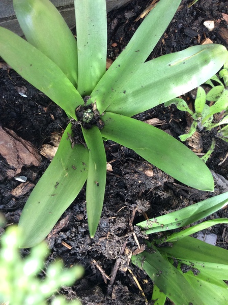 Shady characters - a permanent home for shade garden suggestions!