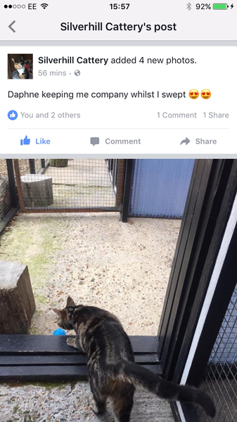 Cattery Expectations