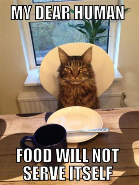 Is your cat as thick as mine? (with picture)