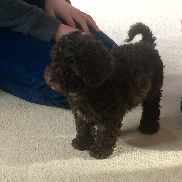 Does anyone fancy a 'puppy survival' thread?