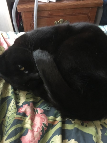 What's your dcat doing today?