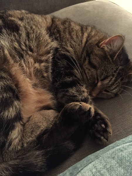 What's your dcat doing today?