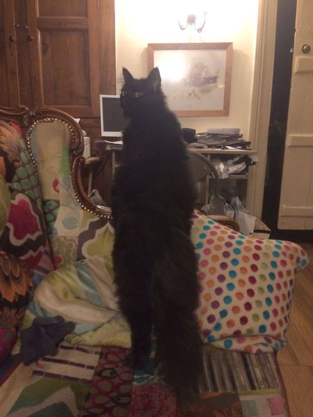 Cruel to let kitten sleep on bed only sometimes?