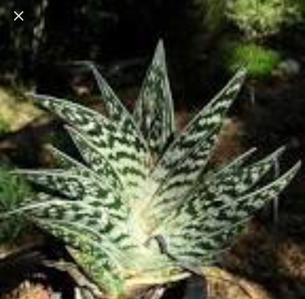 Help identify a houseplant please
