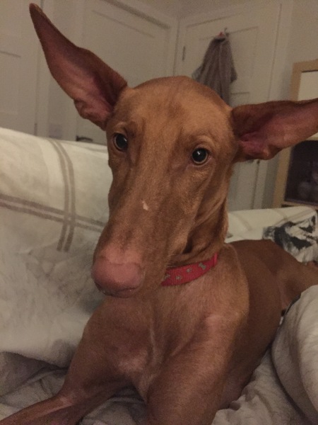 Has anybody had a good experience with a rescue dog?
