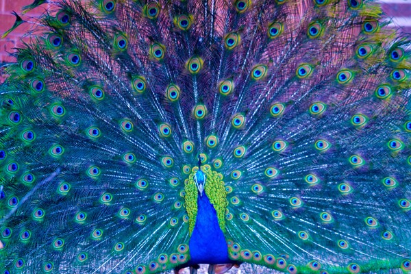 Peacock