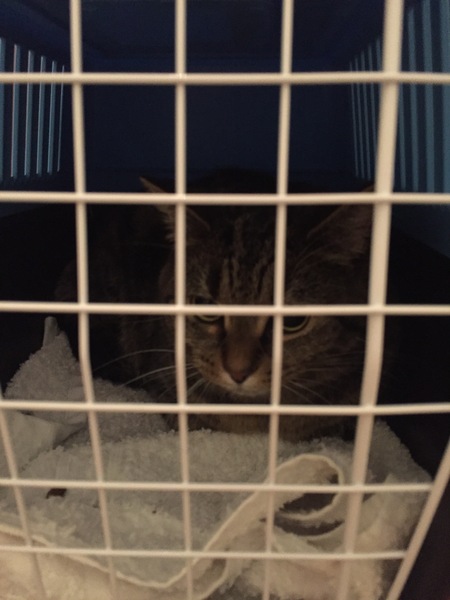 The Mighty Frugaleers Meticulously March into March