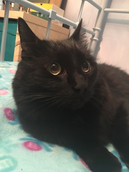 Next foster on his way