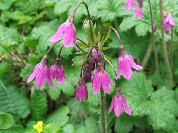 Shady characters - a permanent home for shade garden suggestions!