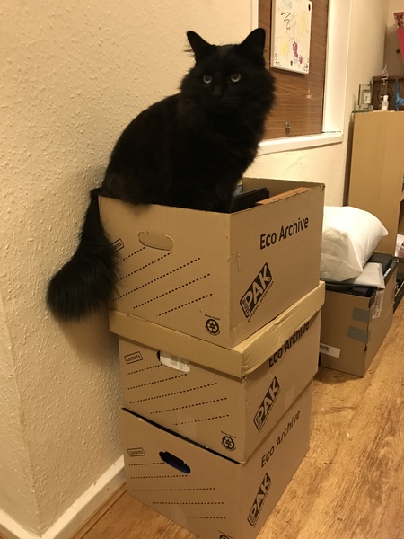 Do you work for a genius cat?