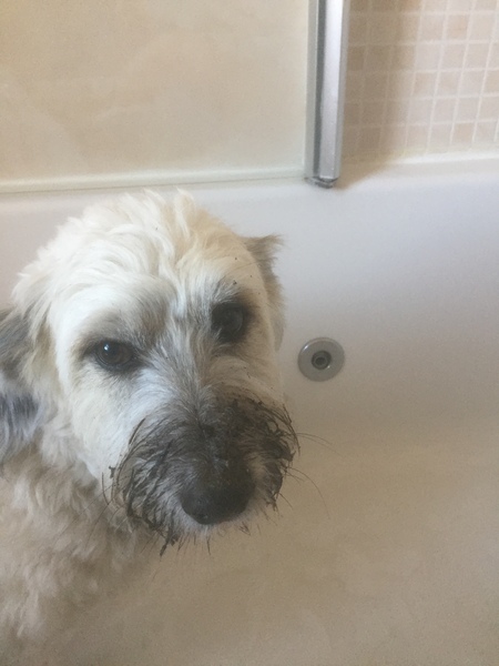 Has anybody had a good experience with a rescue dog?
